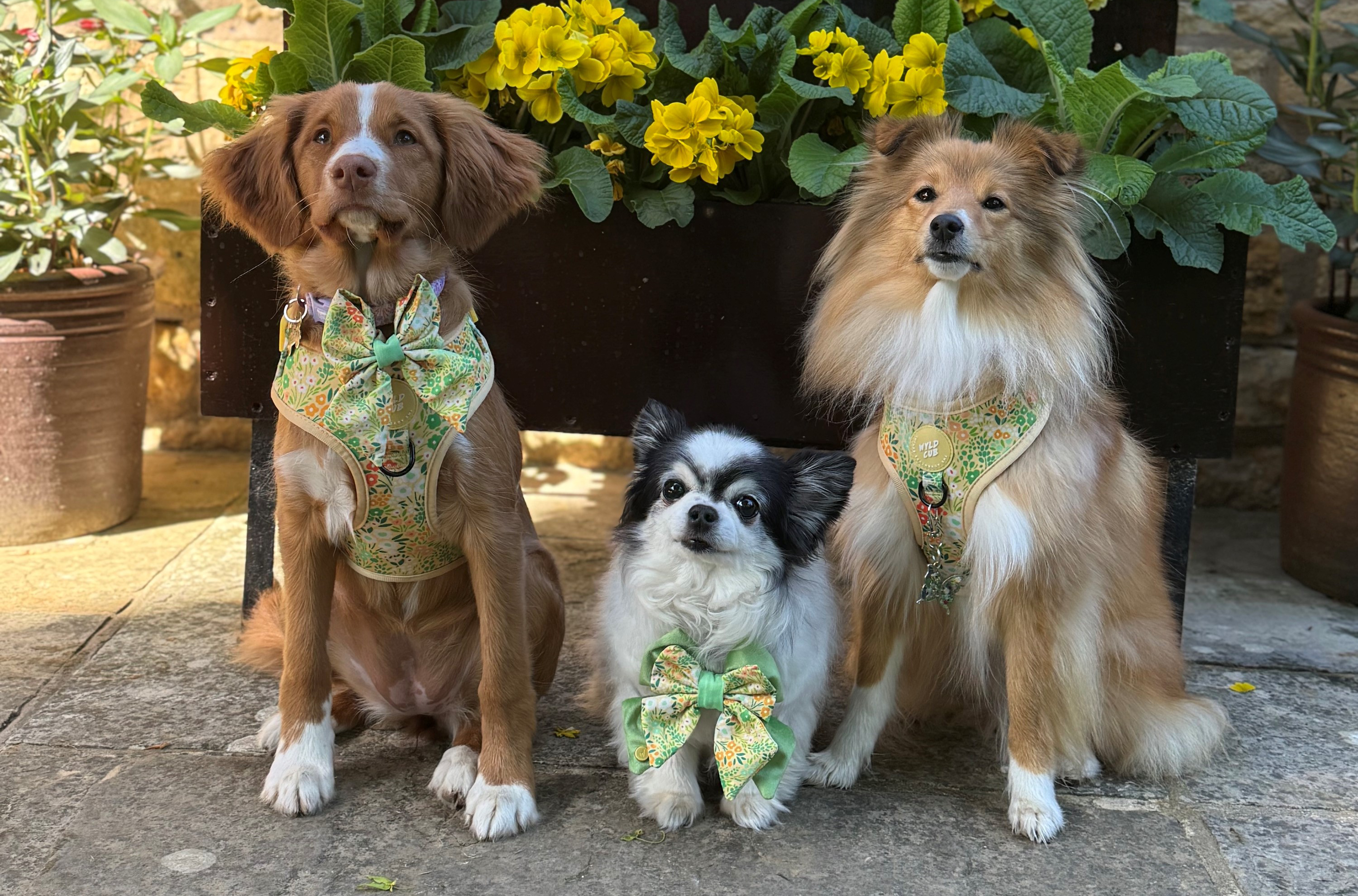 Dog friendly cotswold cottage
