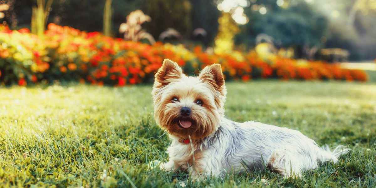 Dog Friendly Self Catering Cotswold Holiday Cottages Cotswold Cottage