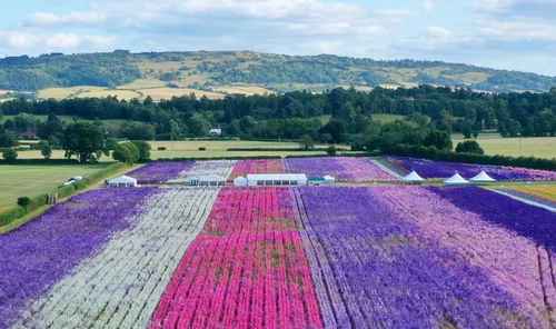 flower_field.jpg