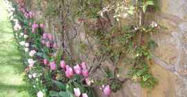 laburnum-cotswold-cottage-broadway--tulips2_1920x1080.jpg