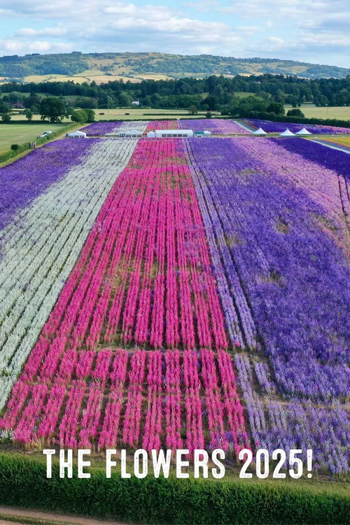 Confetti Flower Fields
